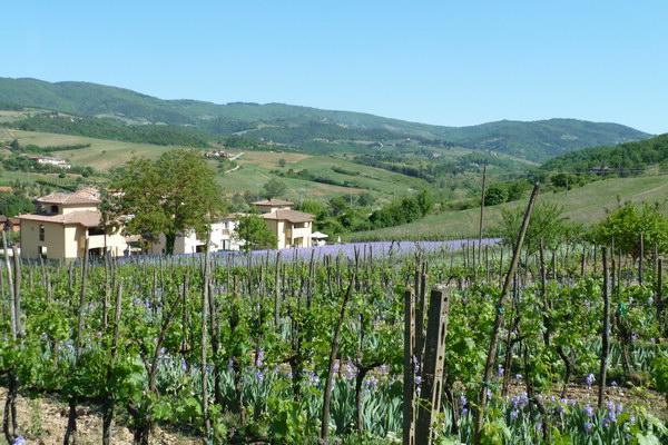Casa Rosa Villa Greve in Chianti Ngoại thất bức ảnh